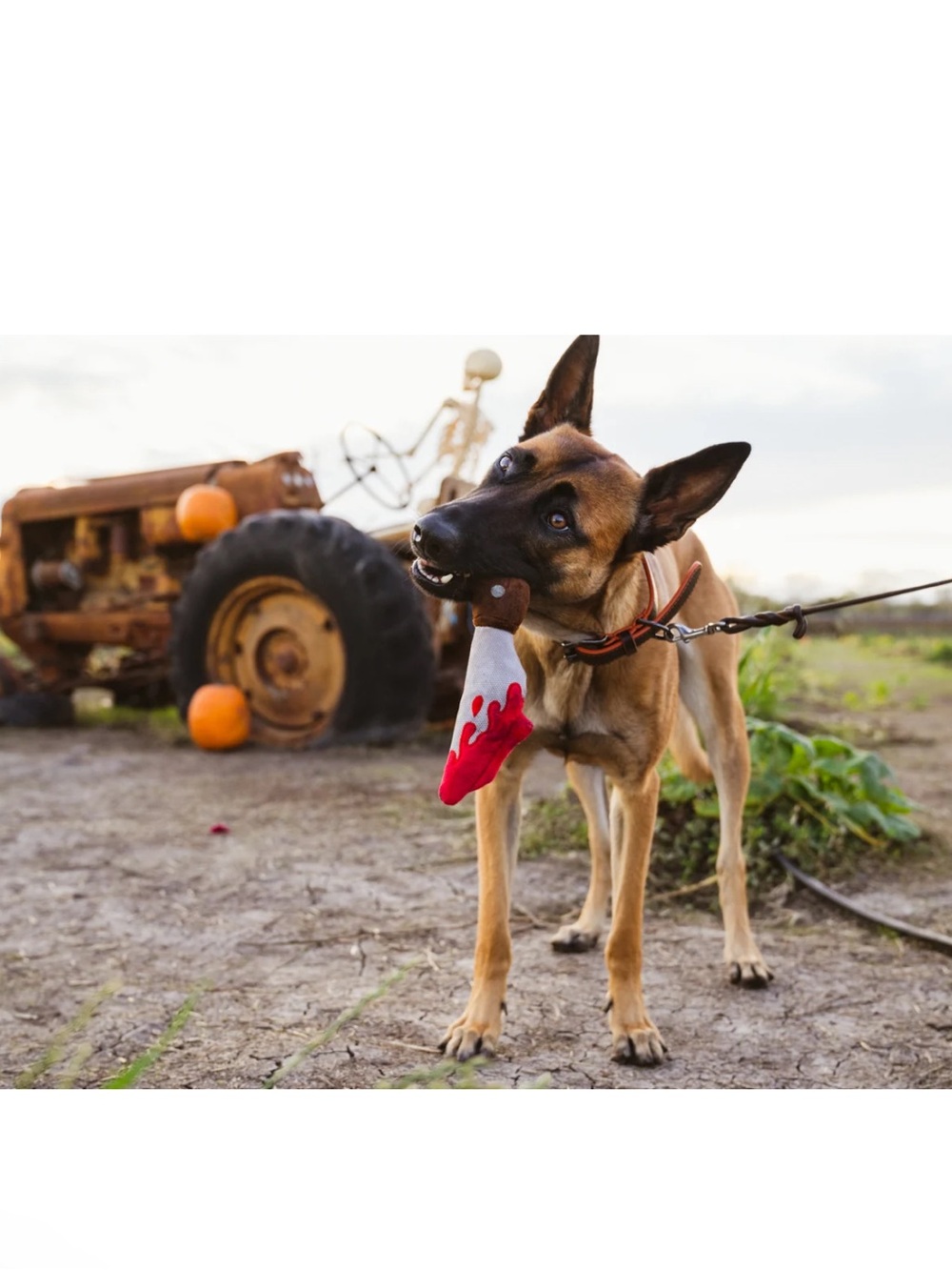 Howling Haunts Doggy Dagger
